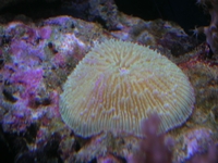 Fungia