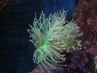 Euphelia