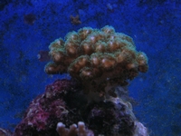 SPS